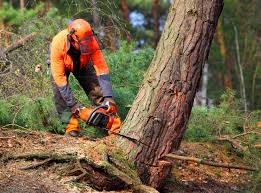 Best Tree Preservation Services  in Missouri City, TX
