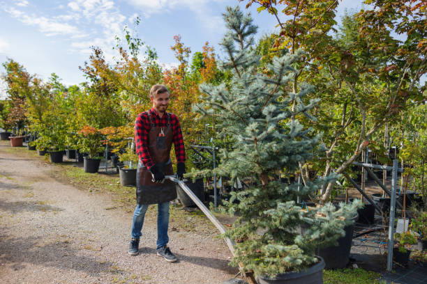 Best Emergency Tree Removal  in Missouri City, TX