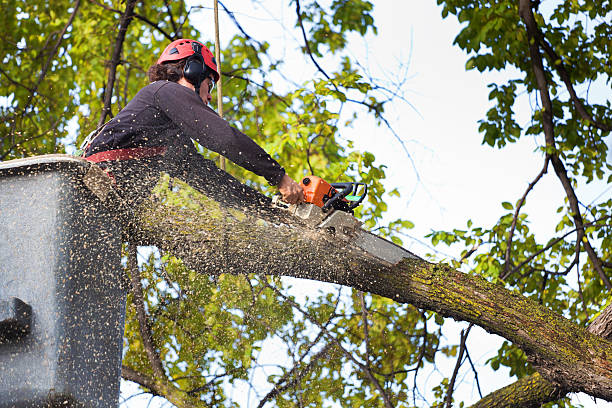 Best Root Management and Removal  in Missouri City, TX